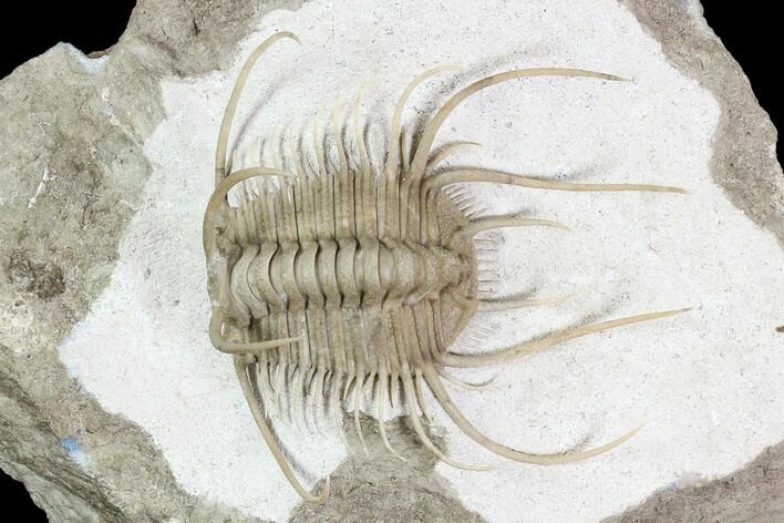 Insane Boedaspis Trilobite - Incredible Preparation (Special Price) #51331